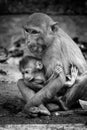 Grayscale shot of a mother monkey posing with the baby