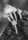 Grayscale shot of mushrooms on cow dung Royalty Free Stock Photo