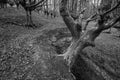 Grayscale shot of Otzarreta Beech Forest in Gorbea Natural Park, Spain Royalty Free Stock Photo