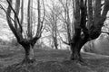 Grayscale shot of Otzarreta Beech Forest, Gorbea Natural Park, Spain Royalty Free Stock Photo