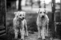 Grayscale shot of a pair of dogs in a park