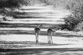 Grayscale shot of a pair of small deer walking on a park trail
