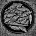 Grayscale shot of a pile of fish in a plastic basin