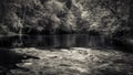 Grayscale shot of a pond surrounded by trees, Tishomingo, Mississippi