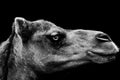 Grayscale shot of a portrait of a camel on black background