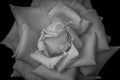 Grayscale shot of a rose  isolated on dark black background Royalty Free Stock Photo