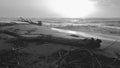 Grayscale shot of ruined  tree on a beach Royalty Free Stock Photo