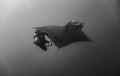 Grayscale shot of a scuba diver and a manta ray underwater. Royalty Free Stock Photo