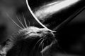 Grayscale shot of a siamese cat under the light of a lamp