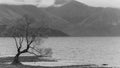 Grayscale shot of a single tree on the shore near the lake with mountains in the background Royalty Free Stock Photo