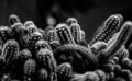 Grayscale shot of a small variety of cactus