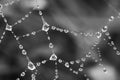 Grayscale shot of a spiderweb with a dew Royalty Free Stock Photo