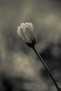 Grayscale shot of a stunning chamomile flower bud