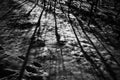 Grayscale shot of tree trunk shadows cast on the ground Royalty Free Stock Photo