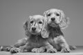 Grayscale shot of two cute English cocker spaniels with collars