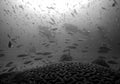 Grayscale shot of two scuba divers swimming among fish around coral reef