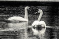 Grayscale shot of two white swans swimming in a lake Royalty Free Stock Photo