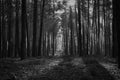 Grayscale shot of a walking trail through a gloomy forest