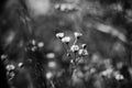 Grayscale shot of a white fleabane flower in a field