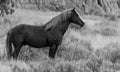 Grayscale shot of a wild stallion standing among the plants in Theodore Roosevelt National Park Royalty Free Stock Photo