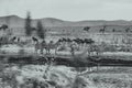 Grayscale shot of the zebras and antelopes. Safari in Mikumi National Park, Tanzania.