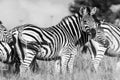 Grayscale shot of zebras standing in tall grass.