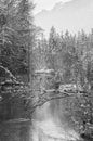 Grayscale. Small winter stream with snowy trees on bank Royalty Free Stock Photo