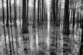 Grayscale of trees partially submerged in a murky marshland