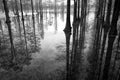 Grayscale of trees partially submerged in a murky swamp