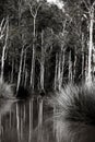 Grayscale vertical shot of dense creek trees reflecting in a lake