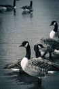 Grayscale vertical shot of geese group swimming in the sea