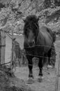 Grayscale vertical shot of a horse pony