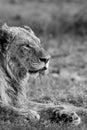 Grayscale of the young male African lion (Panthera Leo) resting in the field in Kruger national park Royalty Free Stock Photo