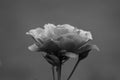 Grayscaled Blossomed Lovely Pink Rose