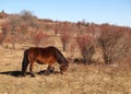 Grayson Highlands State Park Royalty Free Stock Photo