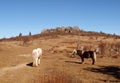 Grayson Highlands State Park Royalty Free Stock Photo