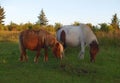 Grayson Highlands Wild Ponies Royalty Free Stock Photo