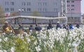 Graz, Austria-April 25, 2021: People relaxing and enjoying sunny spring day near a white daffodils garden in the park. Selective