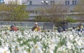 Graz, Austria-April 25, 2021: People relaxing and enjoying sunny spring day near a white daffodils garden in the park. Selective