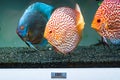 Colorful fish from the spieces Symphysodon discus in Juwel aquarium Royalty Free Stock Photo