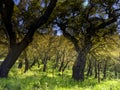 Corks trees of Andalucia, Spain