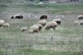 Grazed sheeps