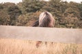 Grazent horse behind a fence, 2 horses are grazing in a meadow, the sun sets Royalty Free Stock Photo