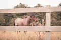 Grazent horse behind a fence, 2 horses are grazing in a meadow, the sun sets Royalty Free Stock Photo