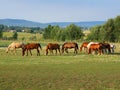 Grazer horses in Balaton uplands, Hungary Royalty Free Stock Photo
