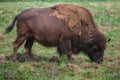 Grazing adult bison close-up