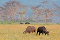 Grazing African buffaloes