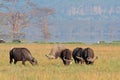 Grazing African buffaloes