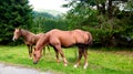 Grazing Animals on Dolomites Meadows, Italy Royalty Free Stock Photo