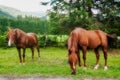 Grazing Animals on Dolomites Meadows, Italy Royalty Free Stock Photo